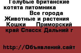 Голубые британские котята питомника Silvery Snow. - Все города Животные и растения » Кошки   . Приморский край,Спасск-Дальний г.